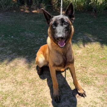 Melody -  Belgian Shepherd Malinois Dog for Adoption in Foley, Alabama - Melody | PetCurious