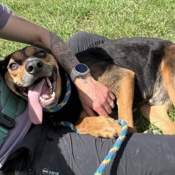 Beagle and Mixed Breed Dogs Available for Adoption in Aldie, Virginia - Merlot | PetCurious