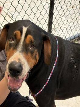 ABNER -  Greater Swiss Mountain Dog and Mixed Breed Dog for Adoption in Tulsa, Oklahoma - ABNER | PetCurious