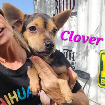 Clover -  Chihuahua and Mixed Breed Dog for Adoption in Corpus Christi, Texas - Clover | PetCurious
