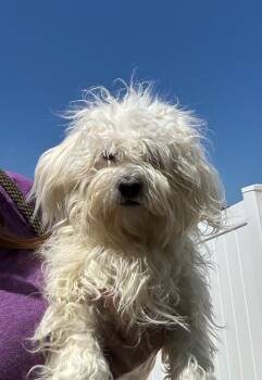 Cotton -  Poodle Dog for Adoption in Newberg, Oregon - Cotton | PetCurious