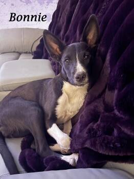 Rescue Terrier and Border Collie Dogs for Adoption in Monrovia, California - BONNIE (& Clyde) | PetCurious