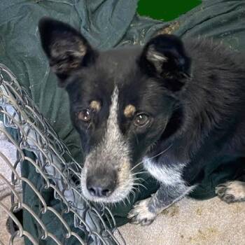 German Shepherd Dog Dogs Available for Adoption in Flagstaff, Arizona - Spinach | PetCurious