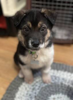 Mixed Breed Dogs Available for Adoption - Tubbs | PetCurious