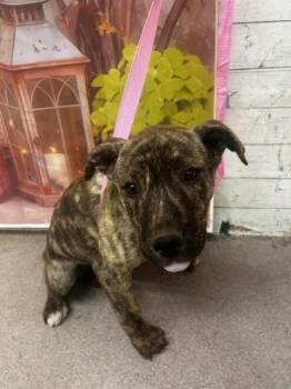 Pit Bull Terrier Dogs Available for Adoption in San Bernardino, California - VICKIE | PetCurious