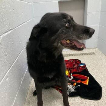 Zuzu -  Shepherd and Mixed Breed Dog for Adoption in Lake Havasu City, Arizona - Zuzu | PetCurious