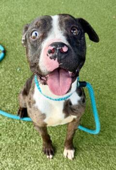 Terrier Dogs Available for Adoption - Levi | PetCurious