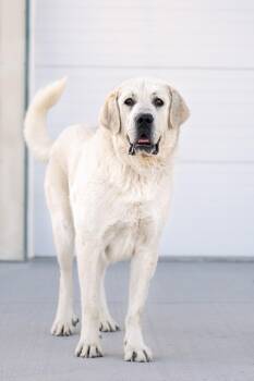 Great Pyrenees Dogs Available for Adoption in Othello, Washington - Sterling:  RIDGE DOG IN TRAINING @ LOCAL PRISON | PetCurious