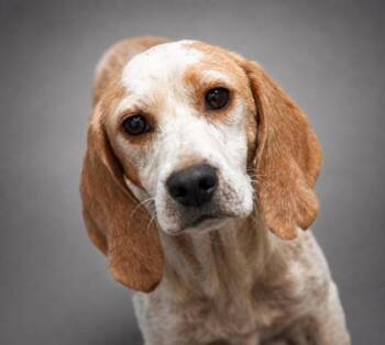 Aria -  Beagle and Mixed Breed Dog for Adoption in Bowling Green, Kentucky - Aria | PetCurious