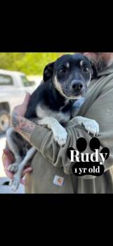 Chihuahua and Miniature Pinscher Dogs Available for Adoption - Rudy | PetCurious