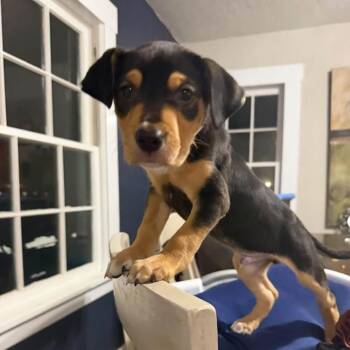 Bear -  Mixed Breed Dog for Adoption in Ferndale, Washington - Bear | PetCurious