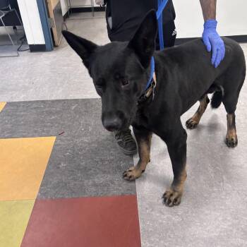 Bear Trucker -  Mixed Breed Dog for Adoption in Philadelphia, Pennsylvania - Bear Trucker | PetCurious