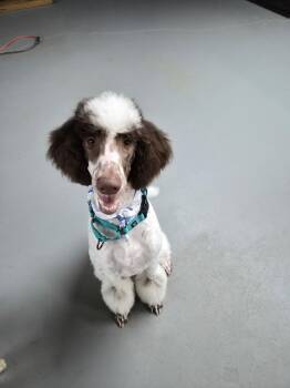 Standard Poodle Dogs Available for Adoption - Lucy | PetCurious