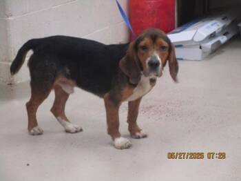 Beagle Dogs Available for Adoption in Marietta, Georgia - Beau (825) | PetCurious