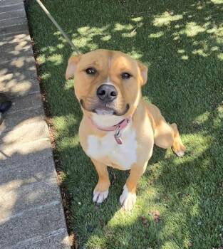 Jiffy -  Pit Bull Terrier Dog for Adoption in Phoenix, Oregon - Jiffy | PetCurious