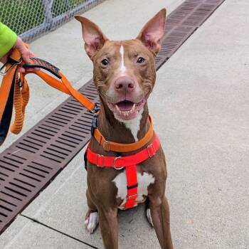 Mixed Breed Dogs Available for Adoption in Stratford, Connecticut - Dominic | PetCurious