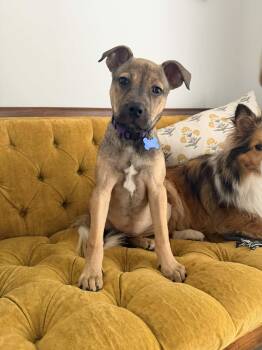 Labrador Retriever Dogs Available for Adoption in Columbia, Missouri - Lilac | PetCurious