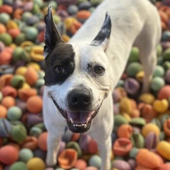 Australian Cattle Dog Blue Heeler Dogs Available for Adoption in Salt Lake City, Utah - Bree | PetCurious