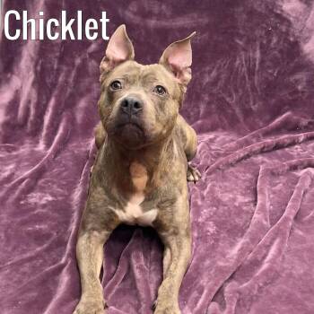 Chicklet -  Mixed Breed Dog for Adoption in Pleasantville, New Jersey - Chicklet | PetCurious
