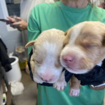 Tour of "Italy" -  Mixed Breed Dog for Adoption in Duncan, Oklahoma - Tour Of "Italy" | PetCurious