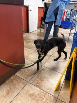 Brownie Sundae -  Mixed Breed Dog for Adoption in Cincinnati, Ohio - Brownie Sundae | PetCurious