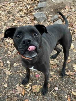 Rescue Pit Bull Terrier and Boxer Dogs for Adoption in Phoenix, Oregon - Tanner | PetCurious