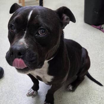 Elle -  Pit Bull Terrier and Mixed Breed Dog for Adoption in Windsor, Virginia - Elle | PetCurious