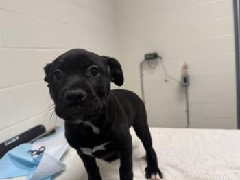 Pit Bull Terrier Dogs Available for Adoption - SPARROW | PetCurious