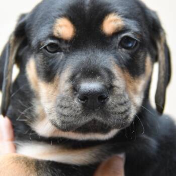 Brynn -  Mixed Breed Dog Available for Adoption in Columbus, North Carolina - Brynn | PetCurious