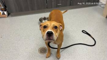 NOVA -  Pit Bull Terrier and Mixed Breed Dog for Adoption in Ocala, Florida - NOVA | PetCurious