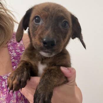 Wagyu -  Dachshund and Mixed Breed Dog for Adoption in Baton Rouge, Louisiana - Wagyu | PetCurious