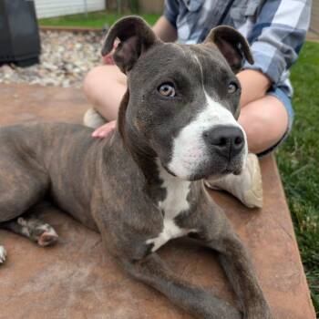 Sudie -  Terrier and Mixed Breed Dog for Adoption in St. Louis, Missouri - Sudie | PetCurious