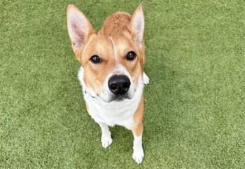 Basenji Dogs Available for Adoption in Brentwood, Missouri - BANDIT | PetCurious