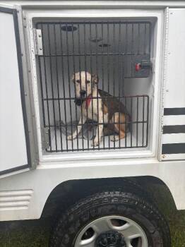 Layla -  Mixed Breed Dog for Adoption in Mobile, Alabama - Layla | PetCurious