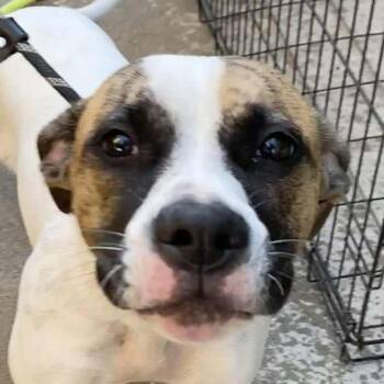 Rescue Mixed Breed Dogs for Adoption in Jacksonville, Arkansas - Jackie | PetCurious