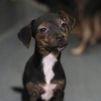 PATCHES -  Chihuahua Dog for Adoption in San Antonio, Texas - PATCHES | PetCurious