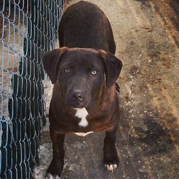 Rescue Labrador Retriever and Bullmastiff Dogs for Adoption in Troy, Alabama - Wednesday | PetCurious