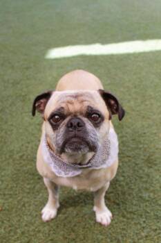 Pug Dogs Available for Adoption in Gardena, California - Veggie | PetCurious