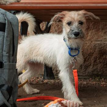 Innocent -  Mixed Breed Dog for Adoption in Philadelphia, Pennsylvania - Innocent | PetCurious