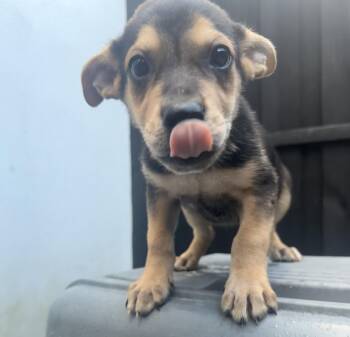LITTER of 8- Puppy 4 -  Rottweiler Dog for Adoption in North Miami Beach, Florida - LITTER Of 8- Puppy 4 | PetCurious