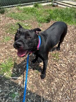 RUMI -  Pit Bull Terrier and Mixed Breed Dog for Adoption in Leesburg, Virginia - RUMI | PetCurious