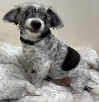 Rescue Chihuahua Dogs for Adoption in Rustburg, Virginia - Benny - Not At Shelter (Sherrie) | PetCurious