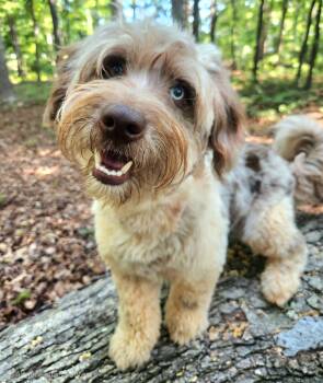 Graham -  Poodle and Australian Shepherd Dog for Adoption in Pelzer, South Carolina - Graham | PetCurious