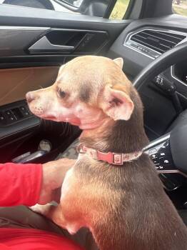 Lilly -  Chihuahua Dog for Adoption in Woodstock, Ontario - Lilly | PetCurious
