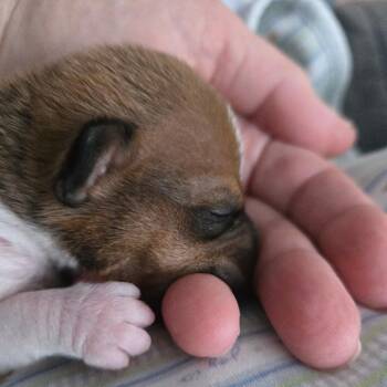 Yoshi/Emmitt -  Rat Terrier Dog for Adoption in Coos Bay, Oregon - Yoshi/Emmitt | PetCurious