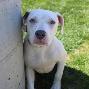 Pit Bull Terrier Dogs Available for Adoption in Champaign, Illinois - Aerith | PetCurious