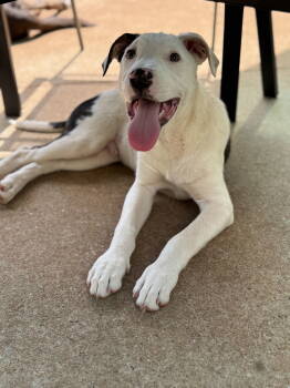 Rescue Terrier Dogs for Adoption in Greenville, South Carolina - Juice Box | PetCurious
