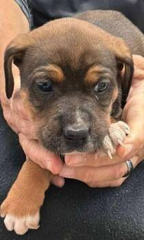 Beagle Dogs Available for Adoption in Aurora, Indiana - Buzzing Bees : Mason | PetCurious