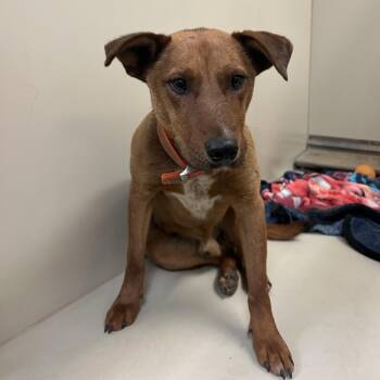 Red -  Mixed Breed Dog for Adoption in Flagstaff, Arizona - Red | PetCurious