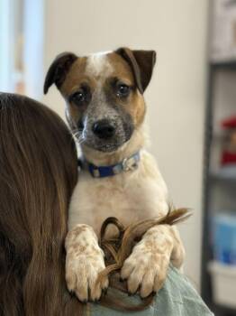 Australian Cattle Dog Blue Heeler and Shepherd Dogs Available for Adoption - Rob (AVAILABLE 4/7) | PetCurious